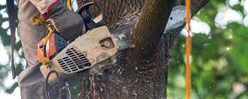 Best Tree Removal  in Brocton, NY