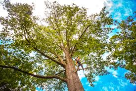 How Our Tree Care Process Works  in  Brocton, NY
