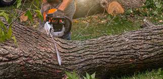 Best Tree Maintenance Programs  in Brocton, NY