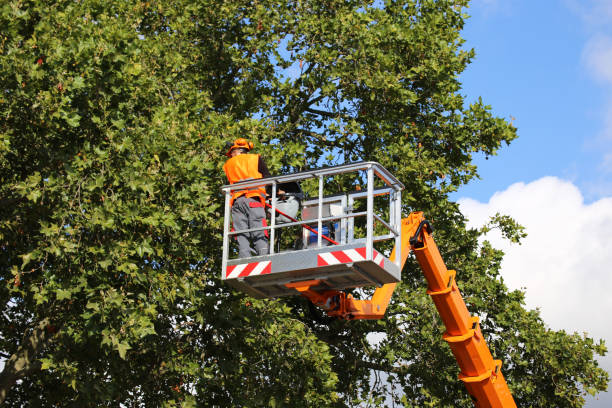 Best Tree Trimming and Pruning  in Brocton, NY