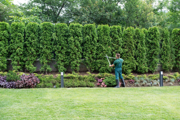 Best Lawn Drainage Solutions  in Brocton, NY