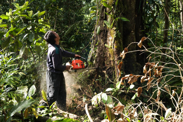 Professional Tree Removal in Brocton, NY