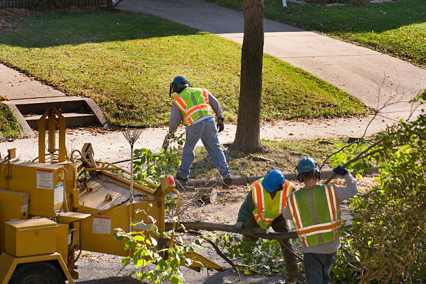 Best Lawn Watering Services  in Brocton, NY