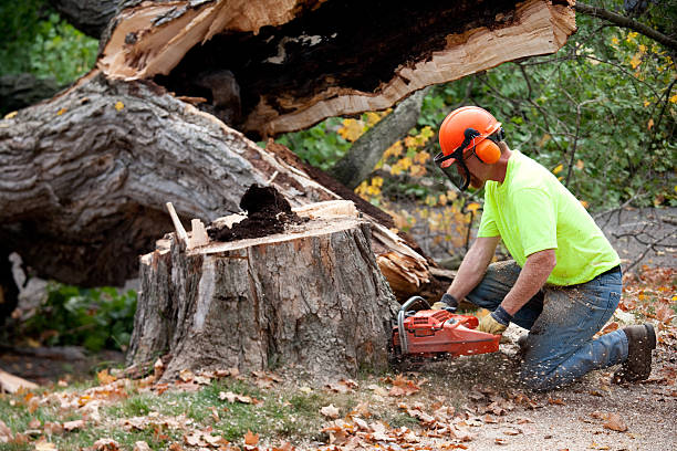 How Our Tree Care Process Works  in  Brocton, NY